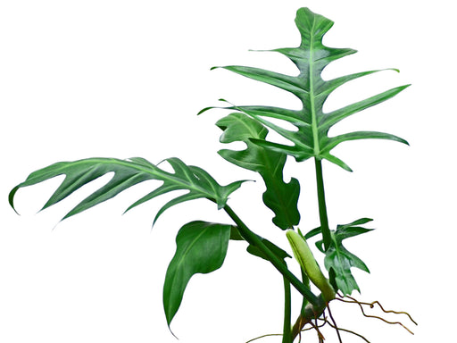 philodendron elegans ebay Philodendron elegans — Ecuagenera USA Corp