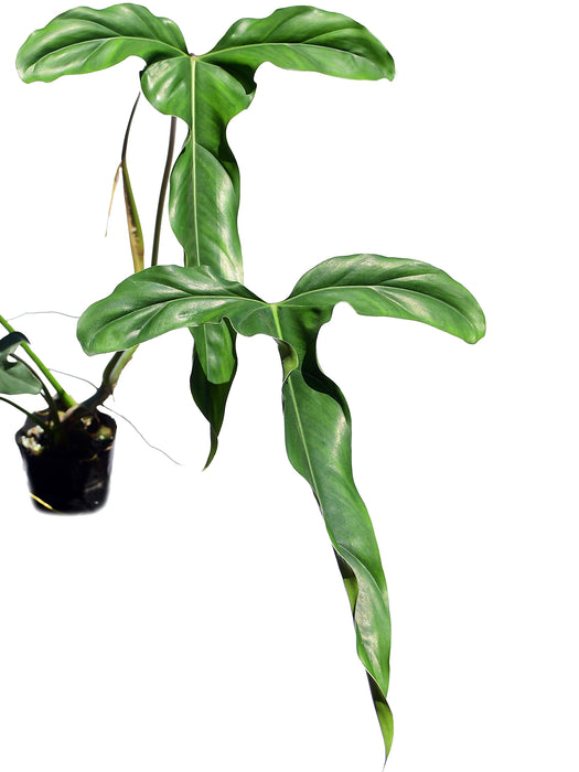 Philodendron delsinkii