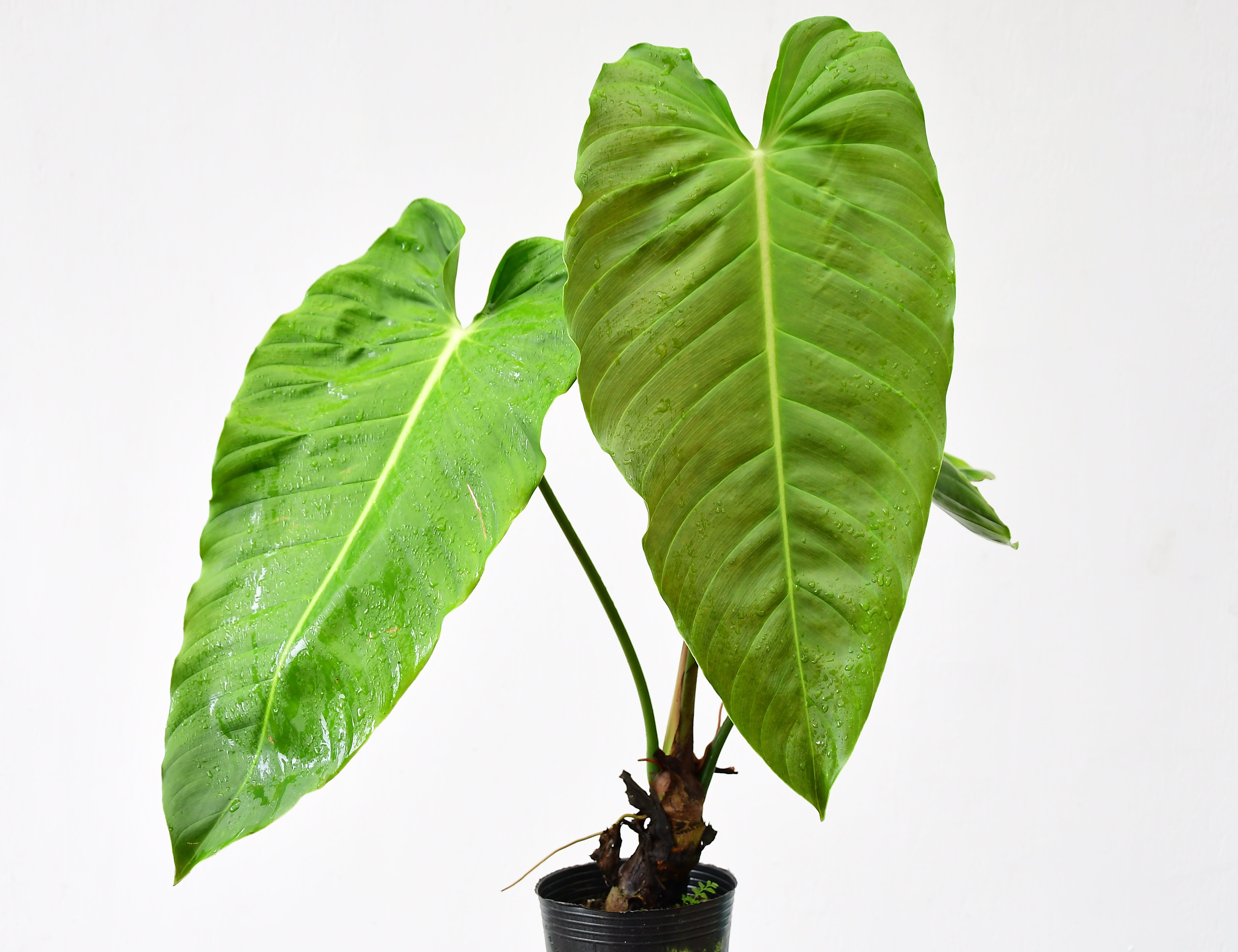 Philodendron esmeraldense narrow レア種　原種 Philodendron esmeraldense narrow レア種 原種 - メルカリ