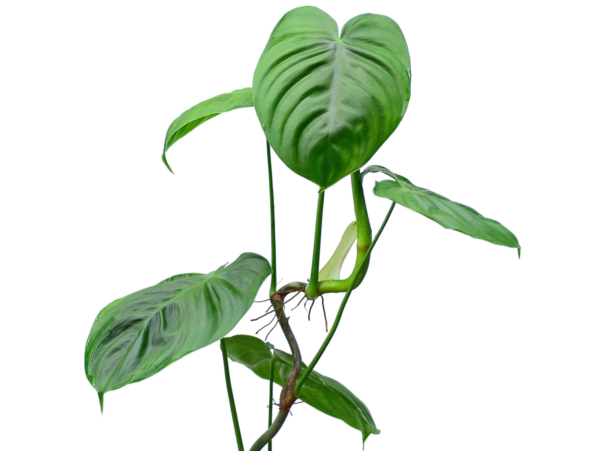 philodendron gardenista Philodendron gardeniodorum cf — Ecuagenera USA Corp