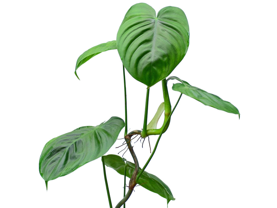 Philodendron gardeniodorum aff