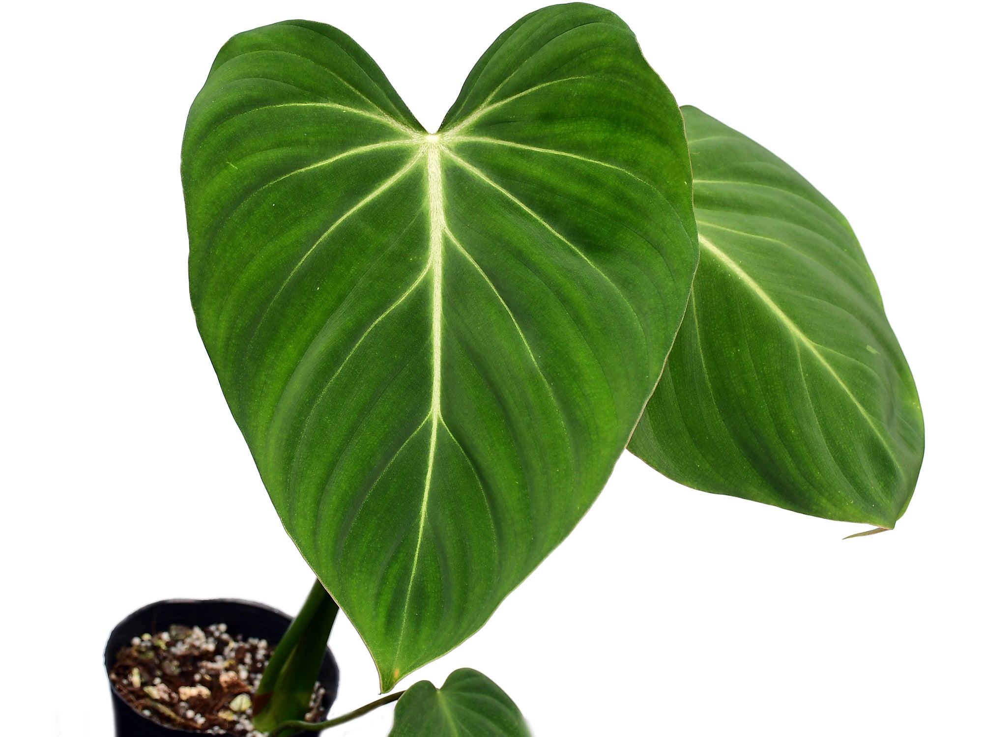 philodendron gloriosum green Philodendron gloriosum verde — Ecuagenera USA Corp