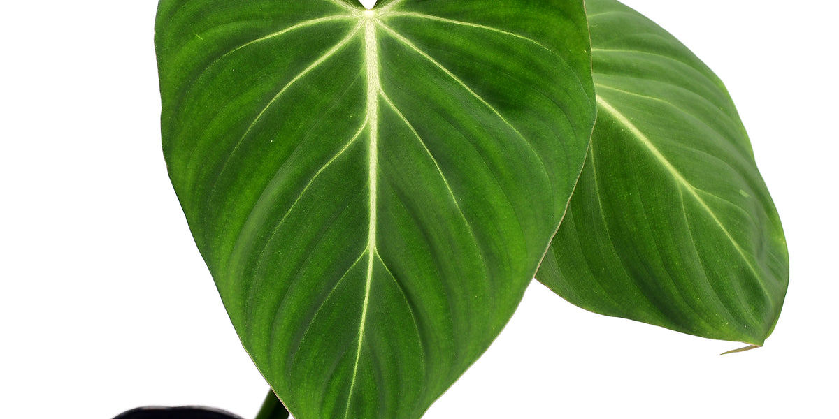 philodendron glorious mature Philodendron gloriosum verde — Ecuagenera USA Corp