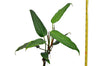 Philodendron hebetatum