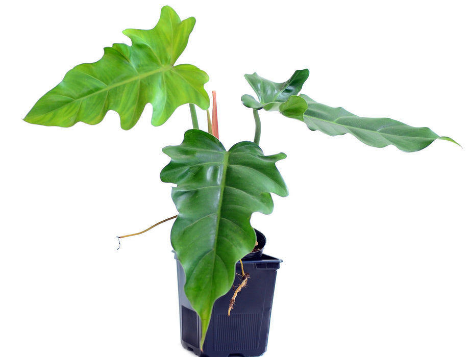 Philodendron lacerum aff