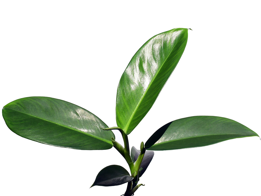 linnaei philodendron Philodendron linnaei 3 — Ecuagenera USA Corp