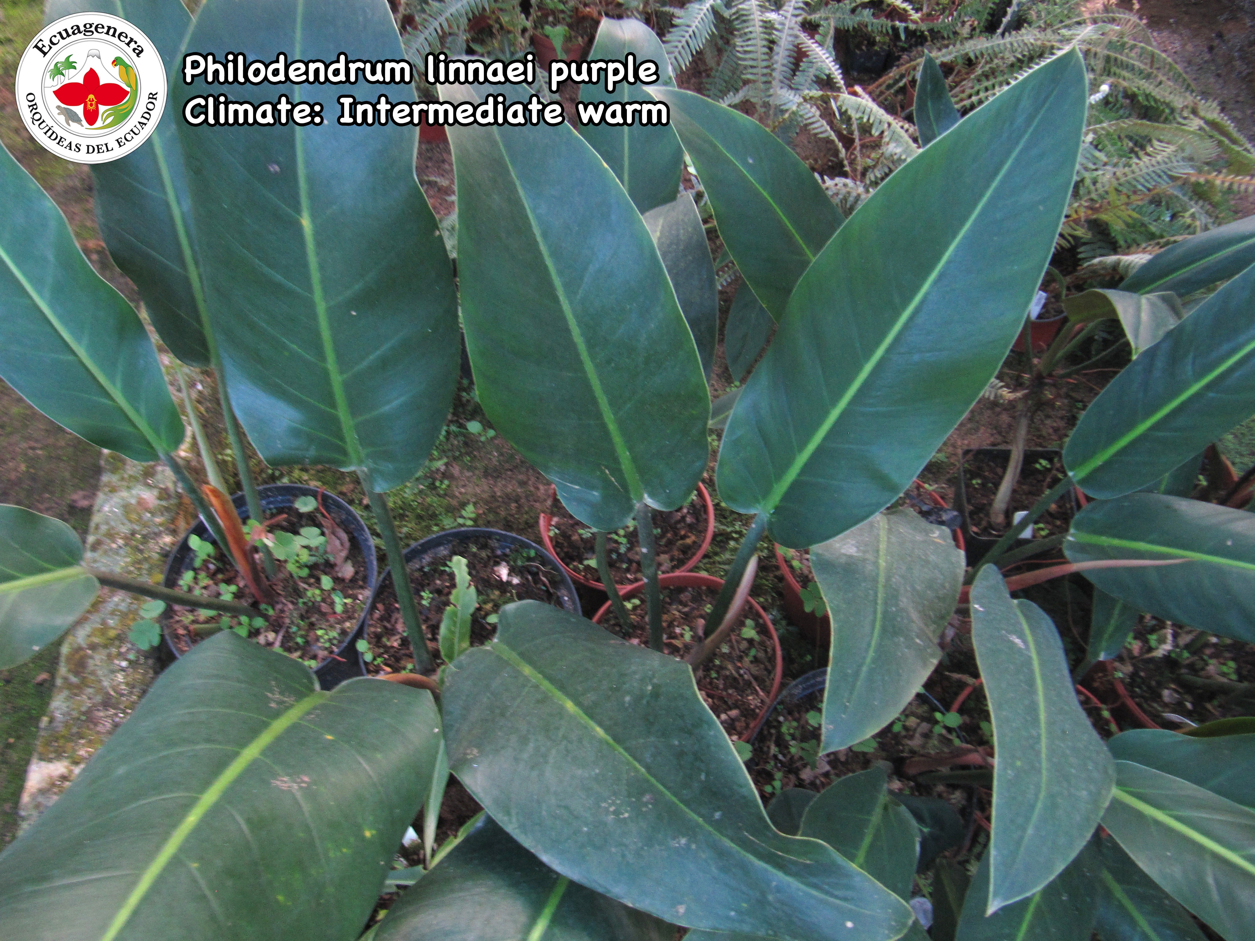 philodendron linnaei price Philodendron linnaei purple — Ecuagenera USA Corp