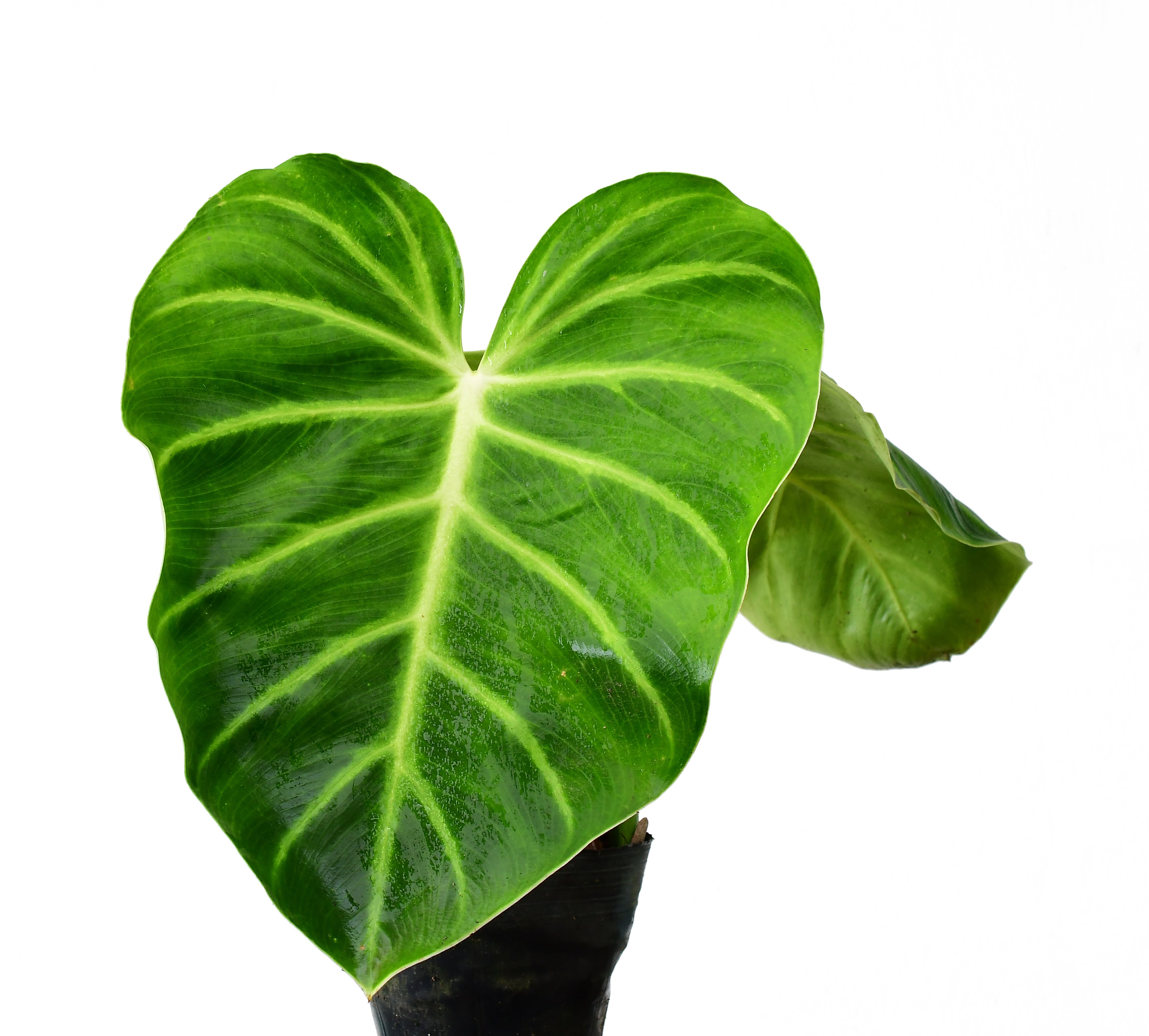philodendron luxurian Philodendron luxurians — Ecuagenera USA Corp