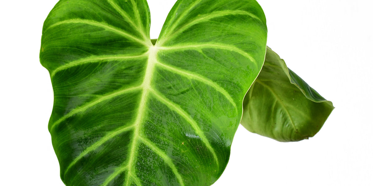 Philodendron luxurians
