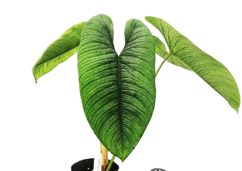 Philodendron lynnhannoniae　フィロデンドロン Philodendron lynnhannoniae cf – Rare Velvet Climbing Philodendron