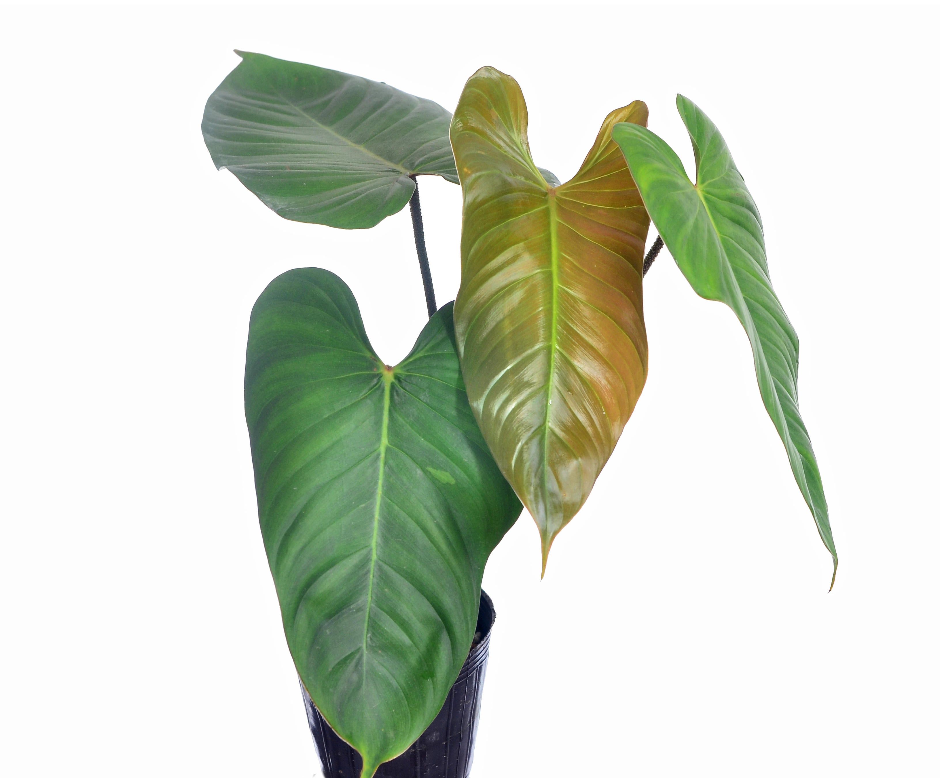Philodendron magnum