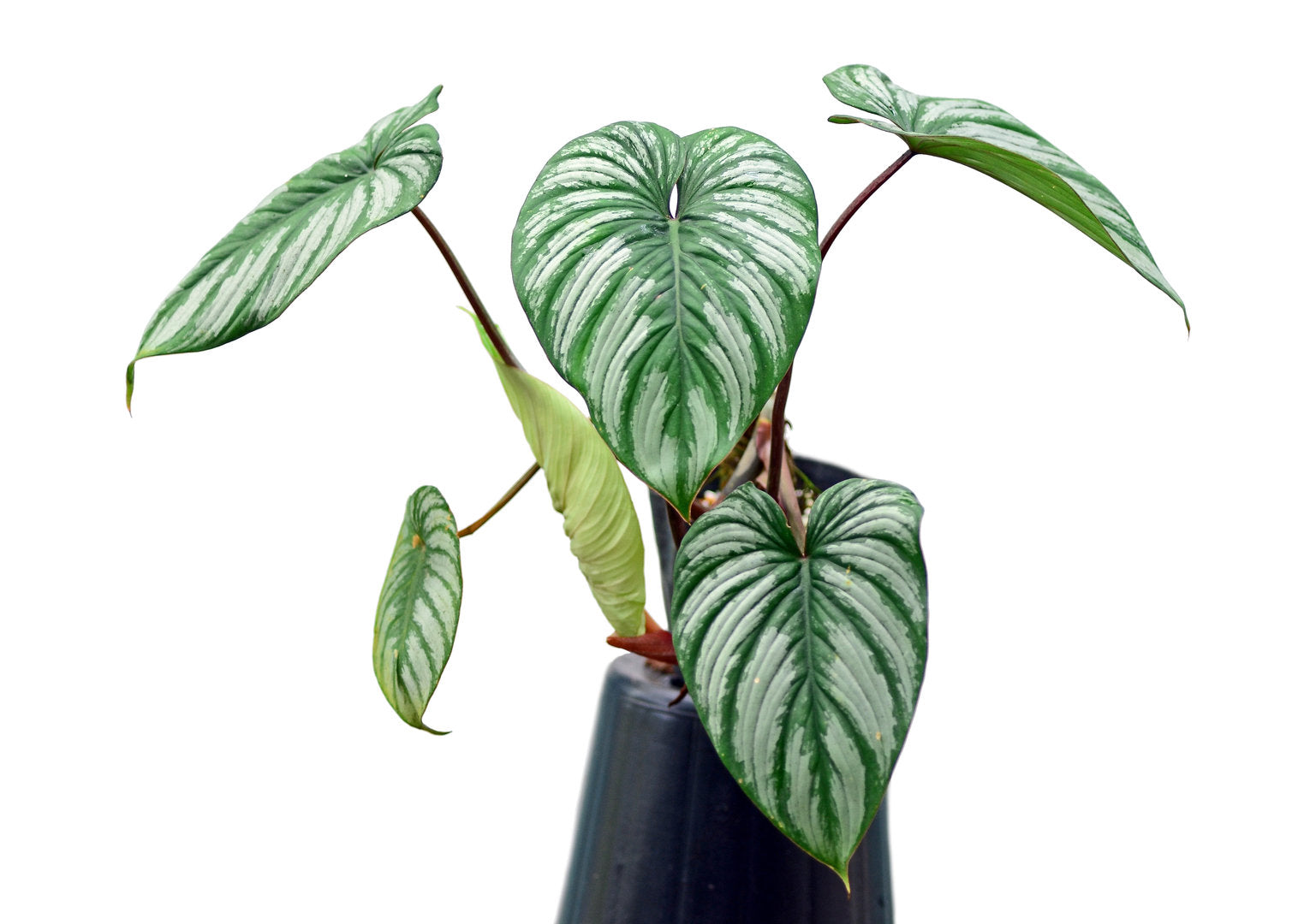 Philodendron mamei aff — Ecuagenera USA Corp