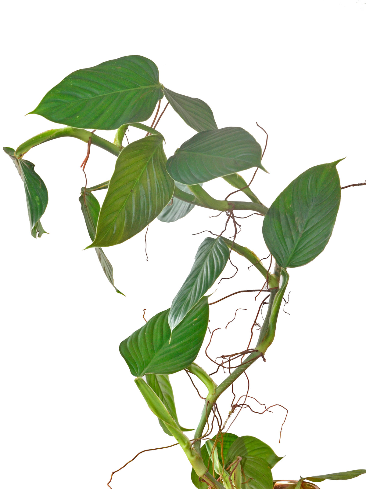 Philodendron melanoneuron type — Ecuagenera USA Corp