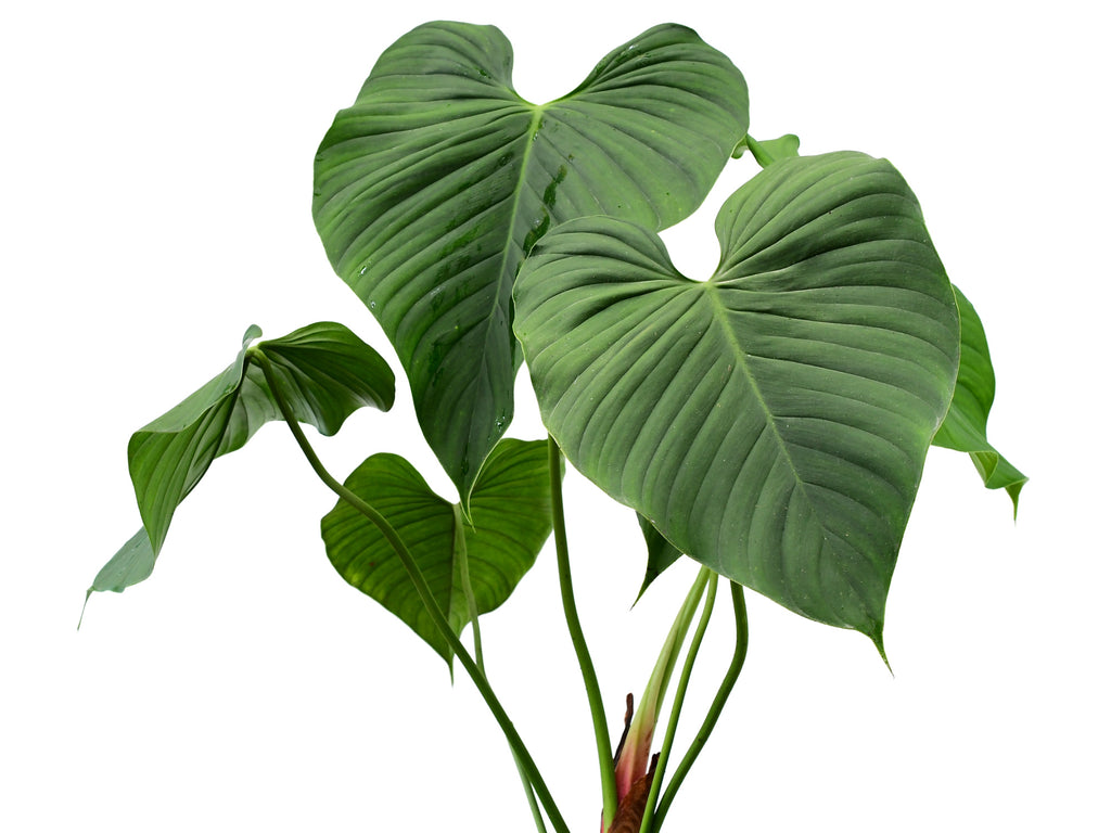 Philodendron montanum