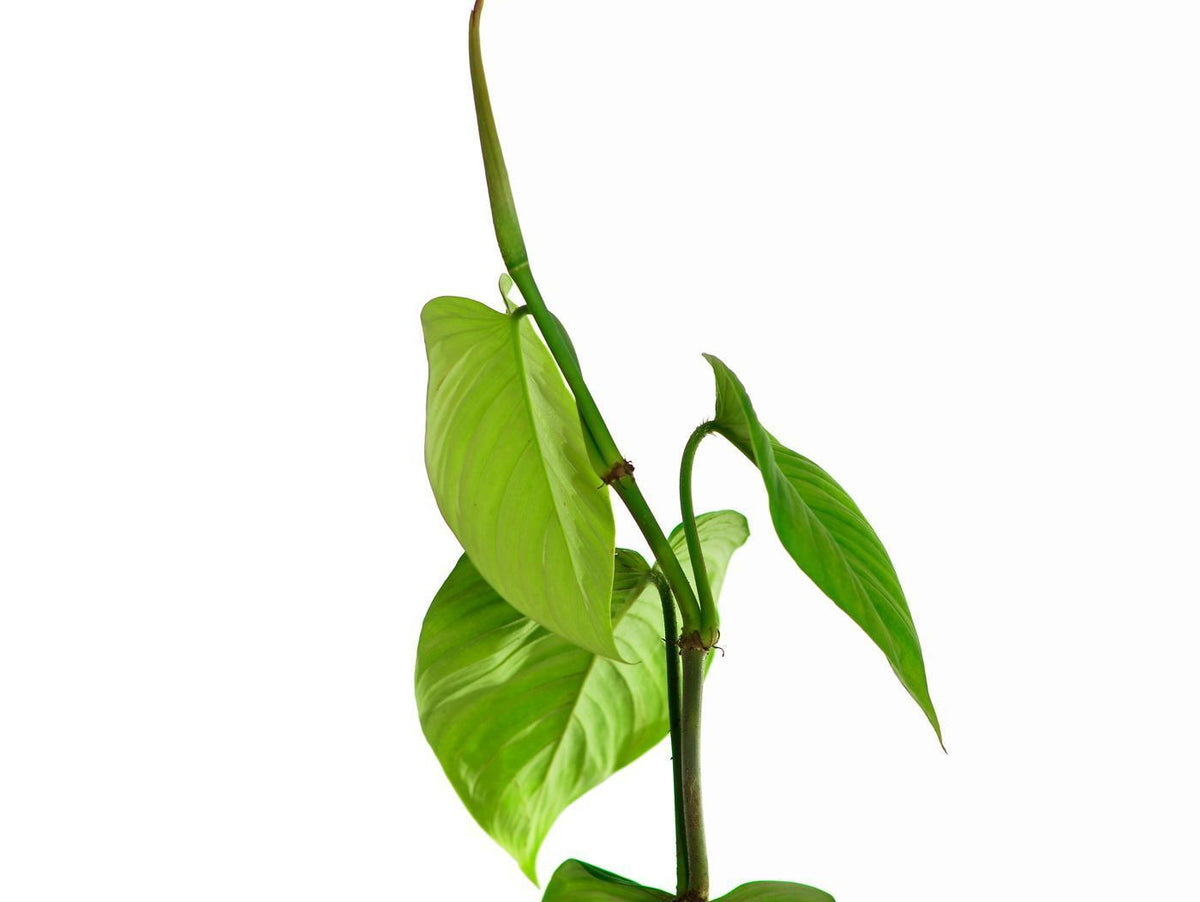philodendron nanegalense Philodendron nanegalense Ecuagenera