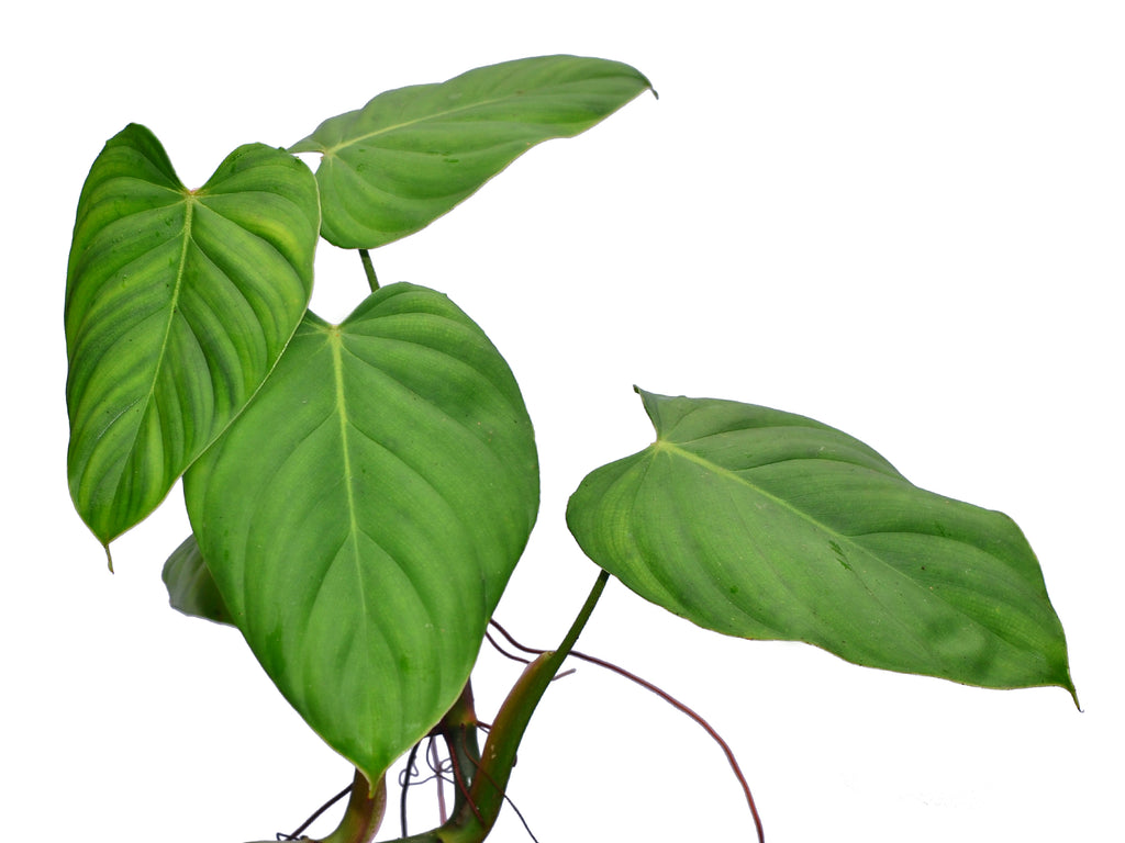 nangaritense philodendron price Philodendron nangaritense (seedling)