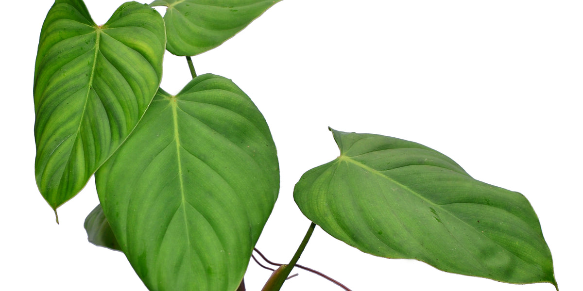 Philodendron nangaritense (seedling) — Ecuagenera USA Corp