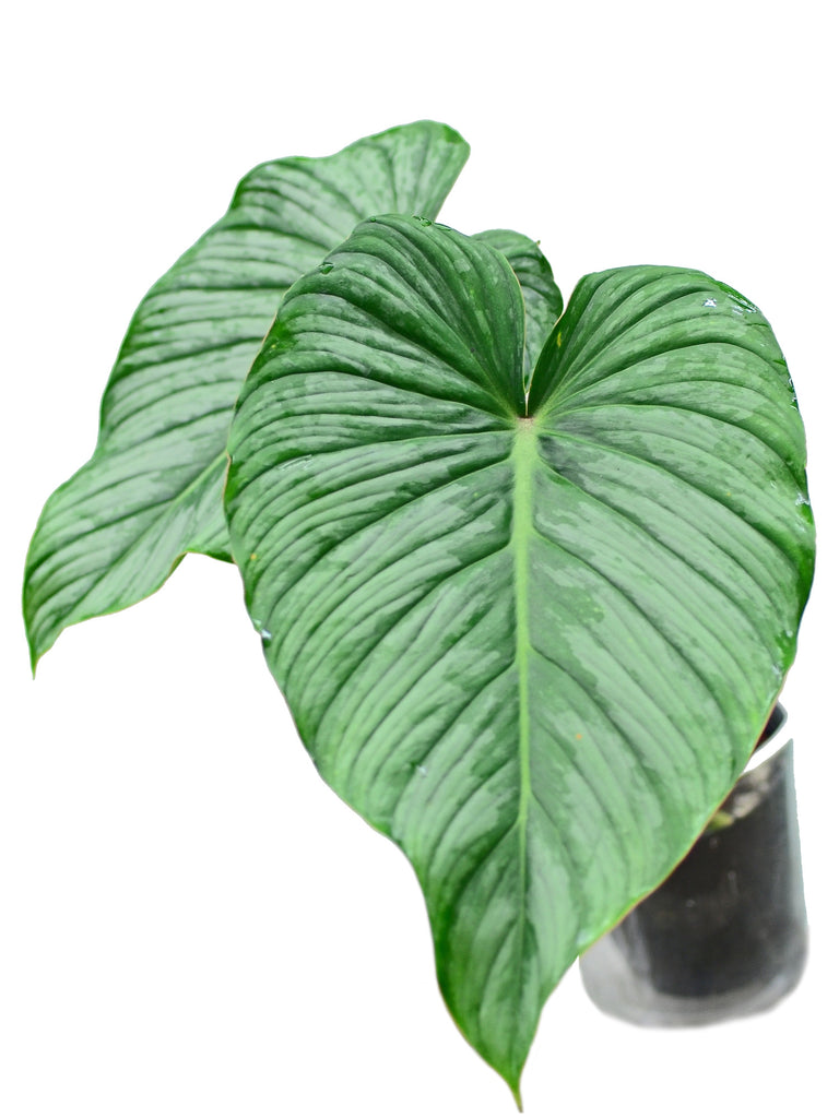 plant terrarium Indoor Plant Terrarium - Random (Pick-Up) main image 0