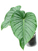 Philodendron pastazanum cf