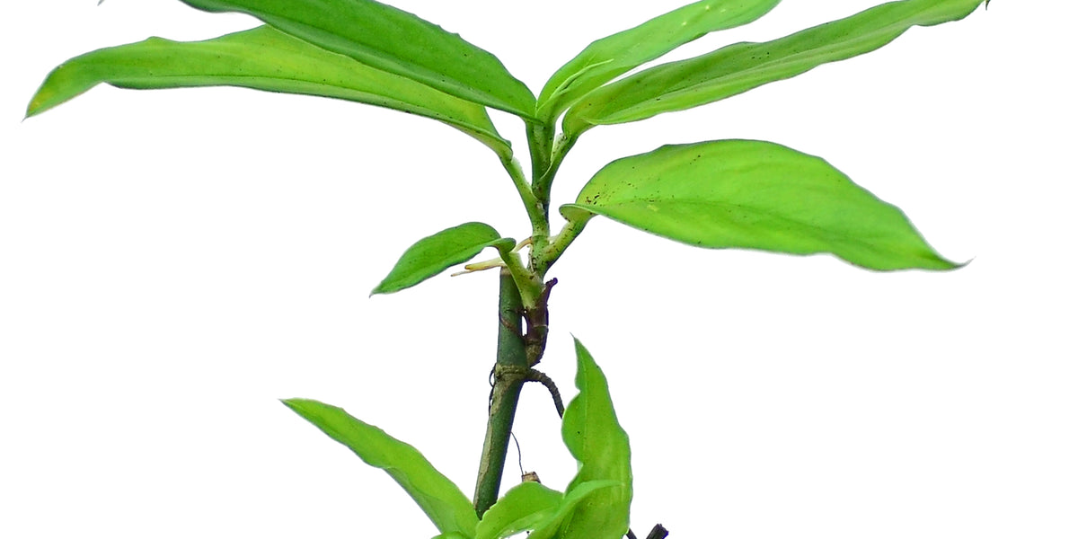 Philodendron pteromischum narrow leaf — Ecuagenera USA Corp