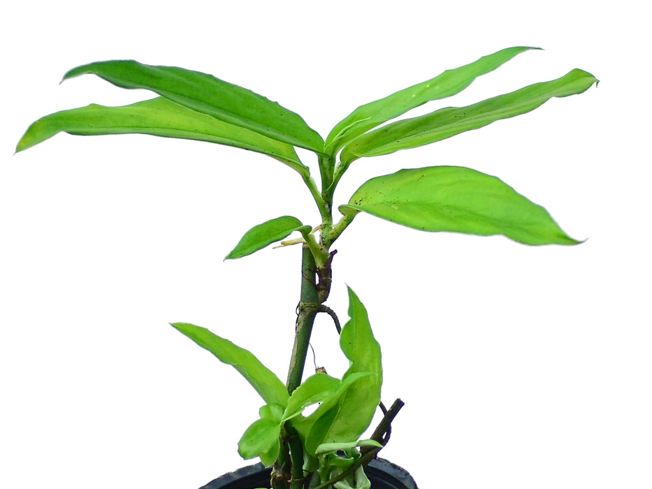 narrow philodendron Philodendron pteromischum narrow leaf — Ecuagenera USA Corp