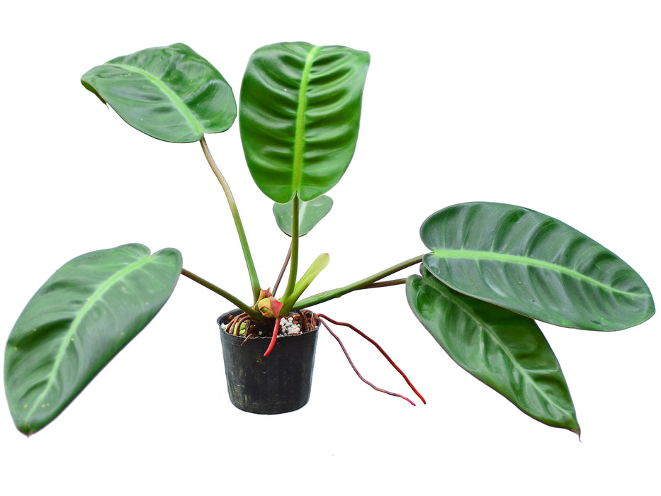 Philodendron pulchrum