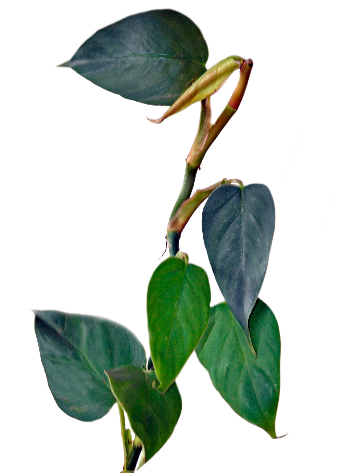 Philodendron sp Red mini 'Machinaza'