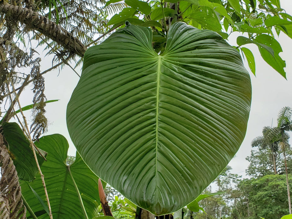 philodendron roseocataphyllum Philodendron roseocataphyllum aff