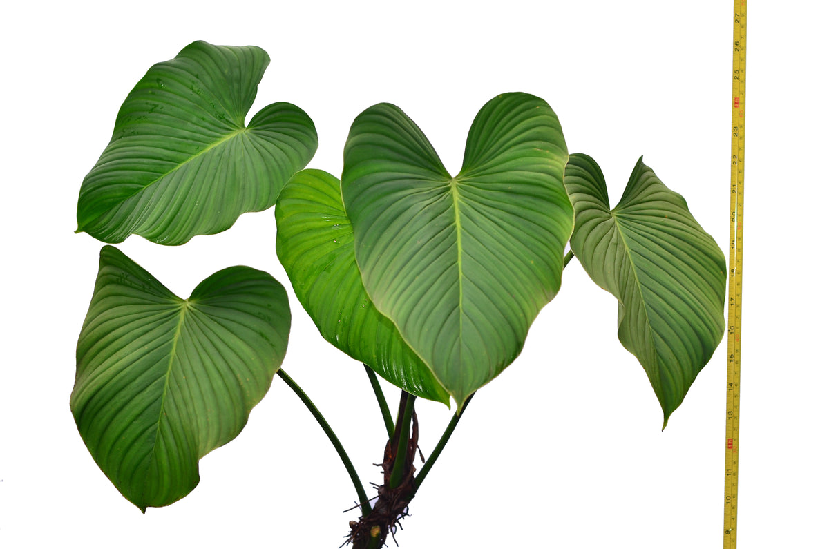 Philodendron rubrocinctum  Ecuagenera USA Corp
