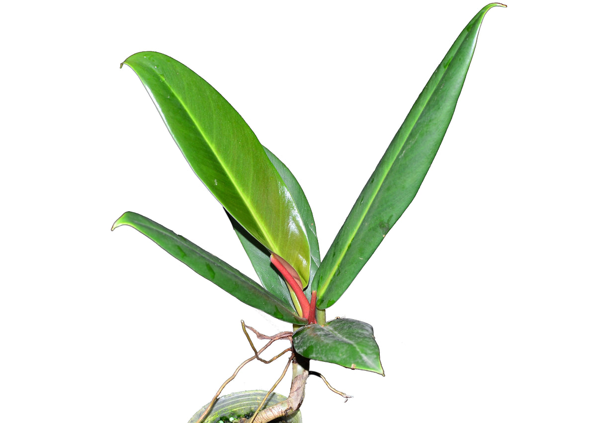 Philodendron ruizii (seedling)