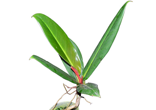 philodendron ruizii vs bicolor Philodendron ruizii (seedling)