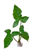 Philodendron sanctamartinense