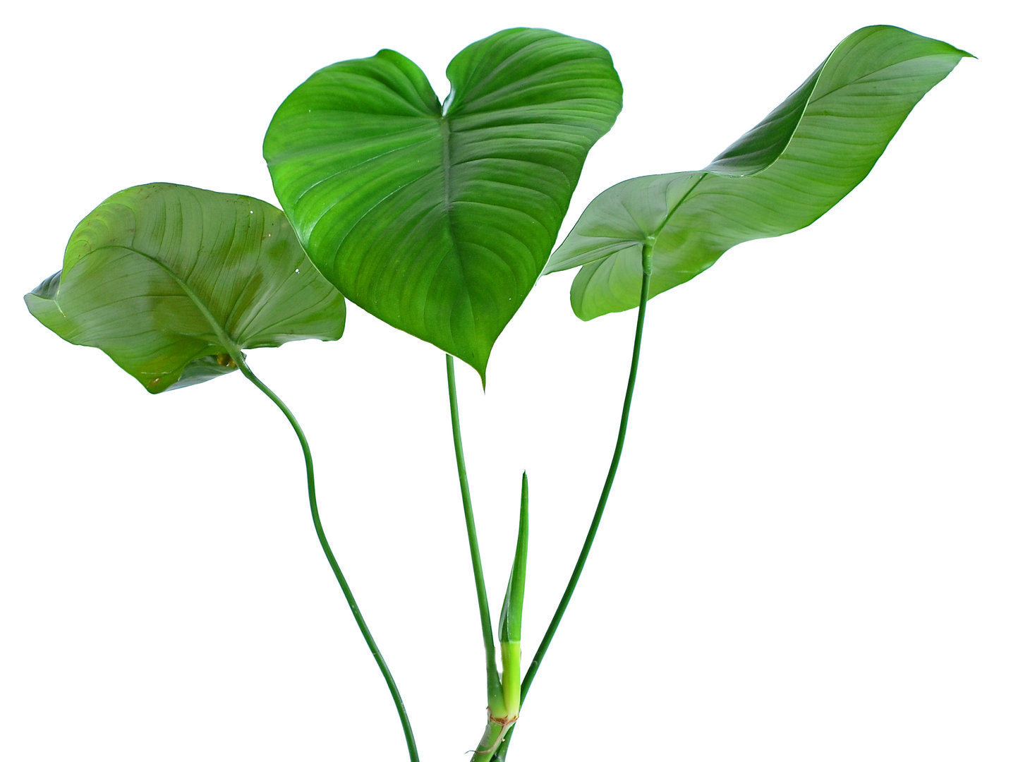 philodendron colombianum Philodendron colombianum — Ecuagenera USA Corp