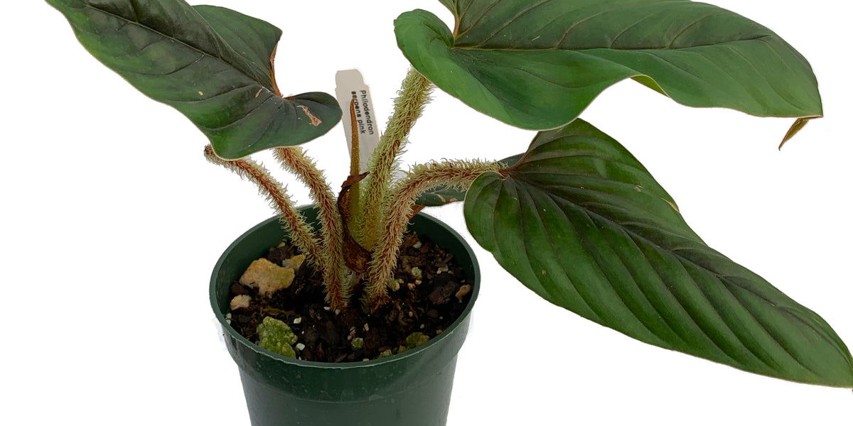 philodendron serpens red Philodendron serpens pink — Ecuagenera USA Corp