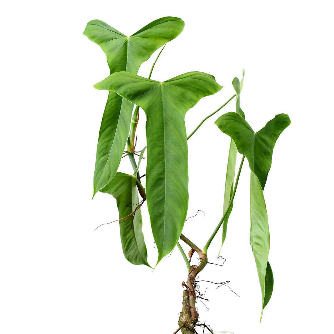 philodendron sharoniae care Philodendron sharoniae San Antonio — Ecuagenera USA Corp