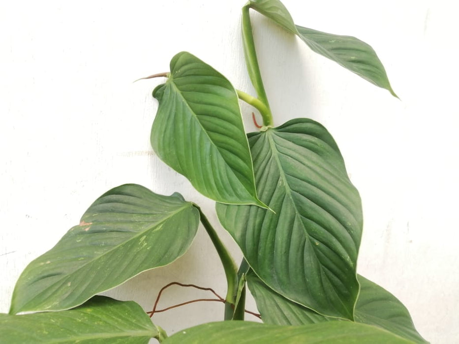 philodendron smithii Philodendron smithii