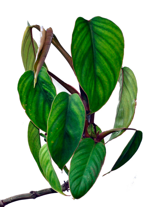 Philodendron smithii red