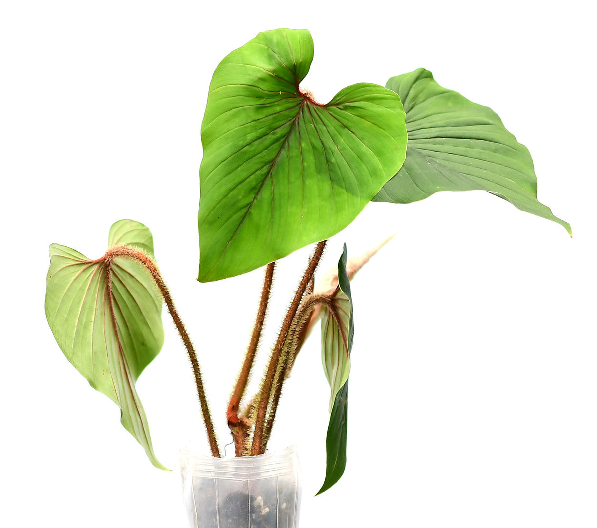 philodendron squamicaule Philodendron squamicaule
