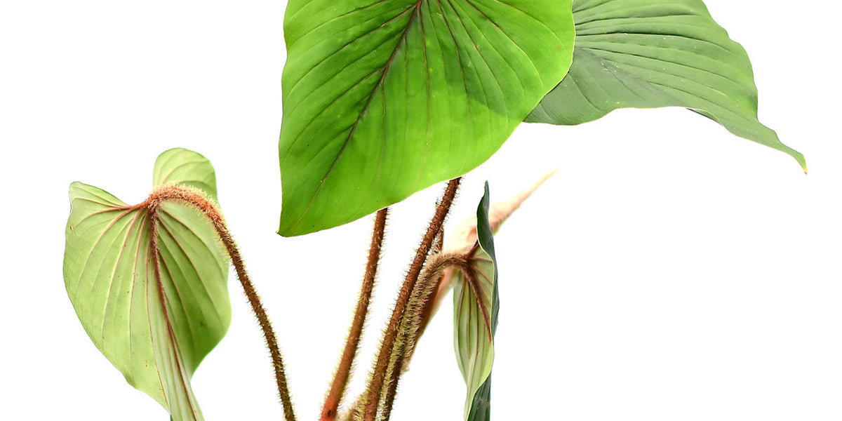 squid leg philodendron Philodendron squamicaule — Ecuagenera USA Corp