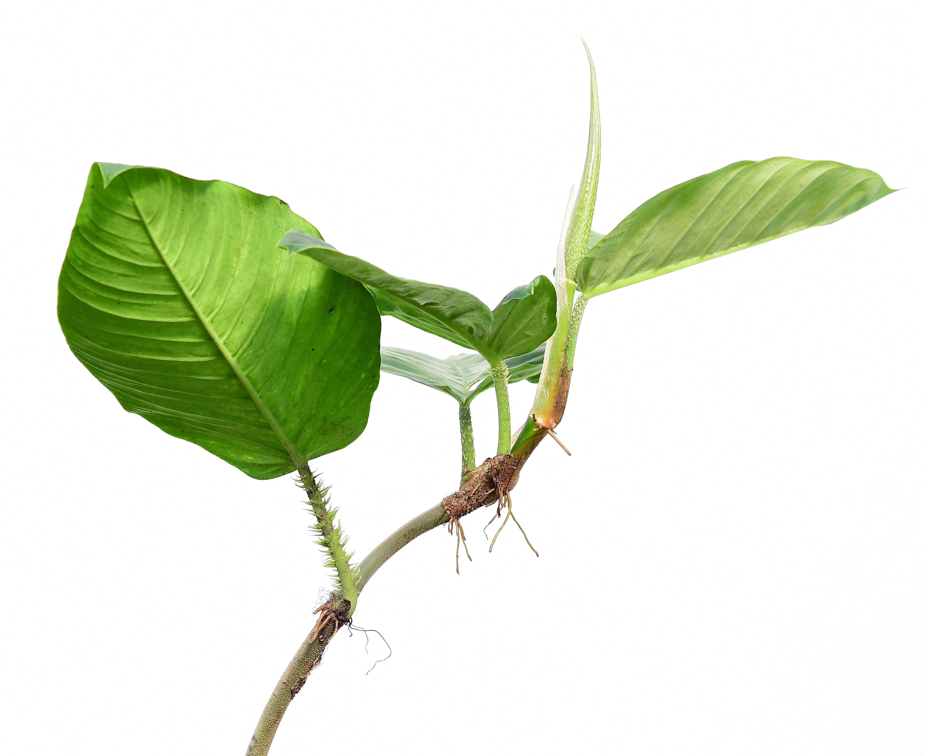 philodendron squamipetiolatum Philodendron squamipetiolatum