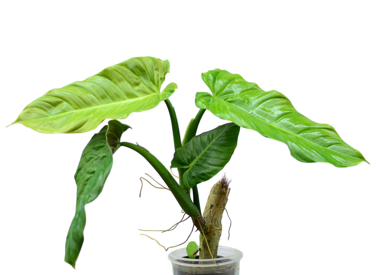 sujitha philodendron Philodendron subhastatum Ecuagenera (Big) — Ecuagenera USA Corp