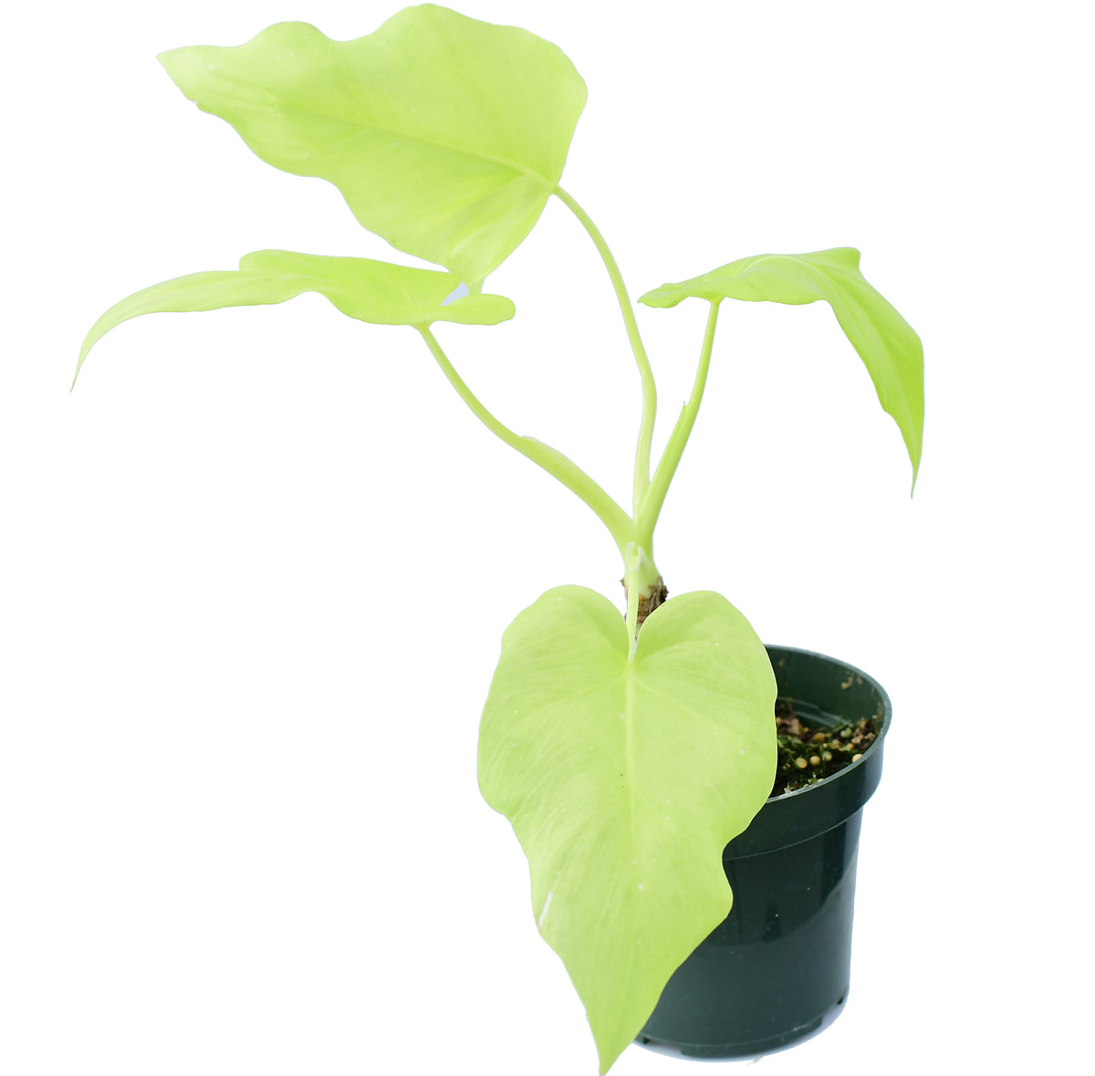 Philodendron warscewiczii 'Golden'  Ecuagenera USA Corp