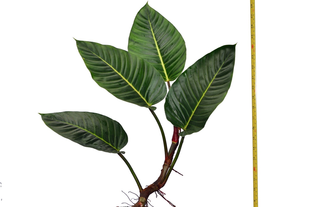 Philodendron wendlandii 2