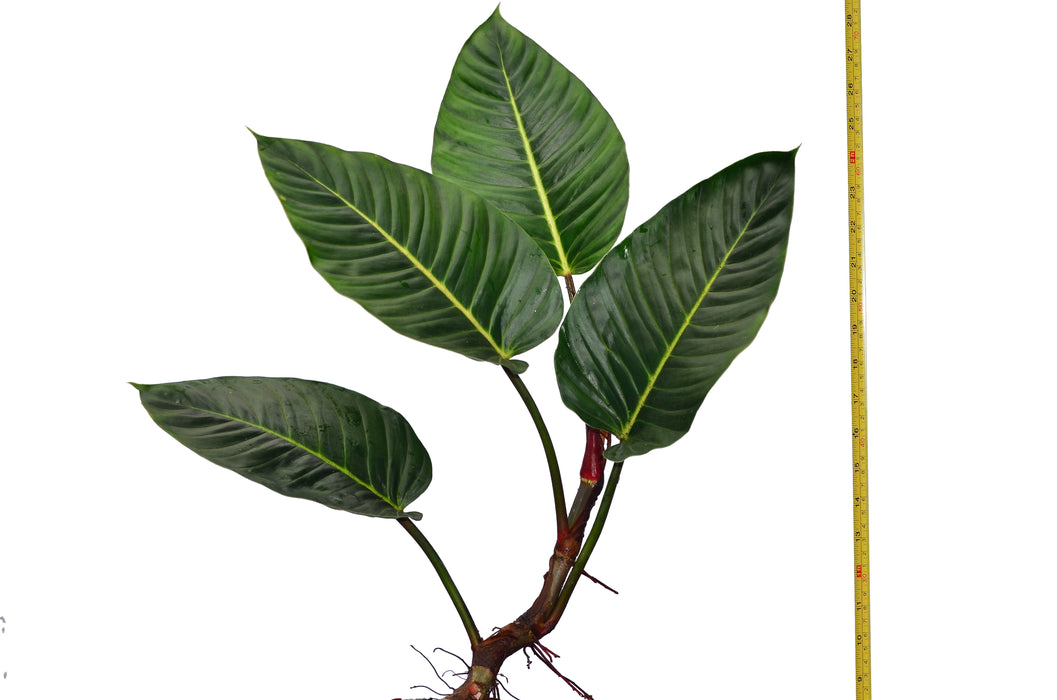 philodendron wendlandii care Philodendron wendlandii 2 — Ecuagenera USA Corp