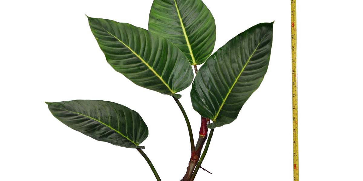 Philodendron wendlandii 2 — Ecuagenera USA Corp