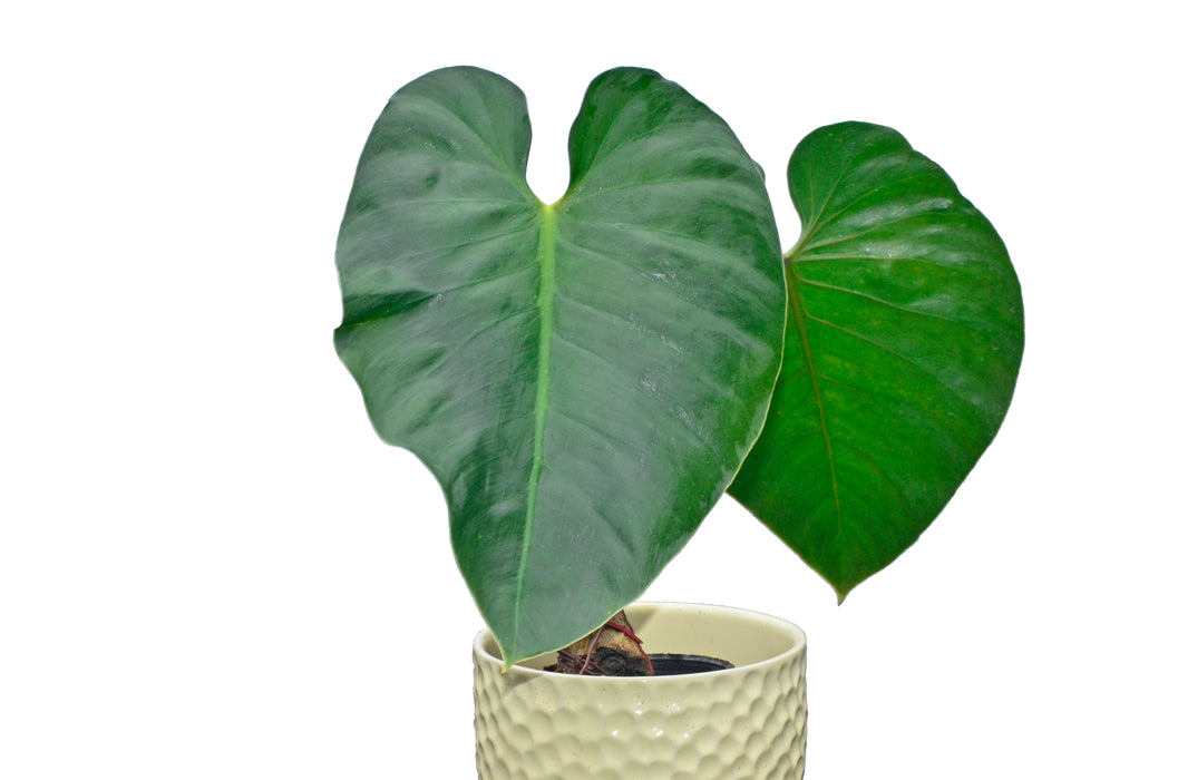 Philodendron werneri