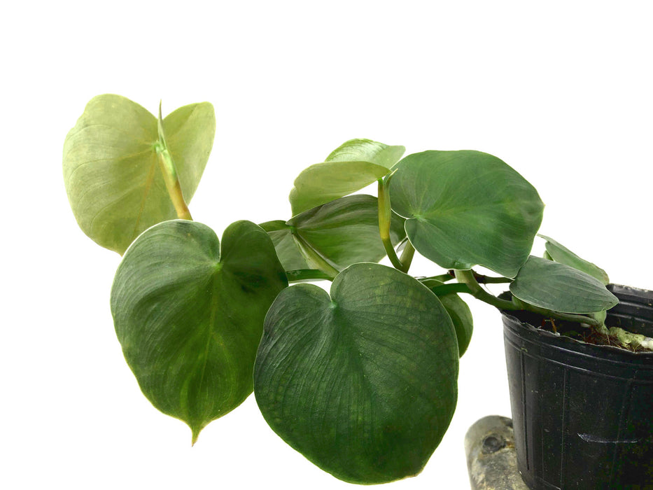 Philodendron werneri mini