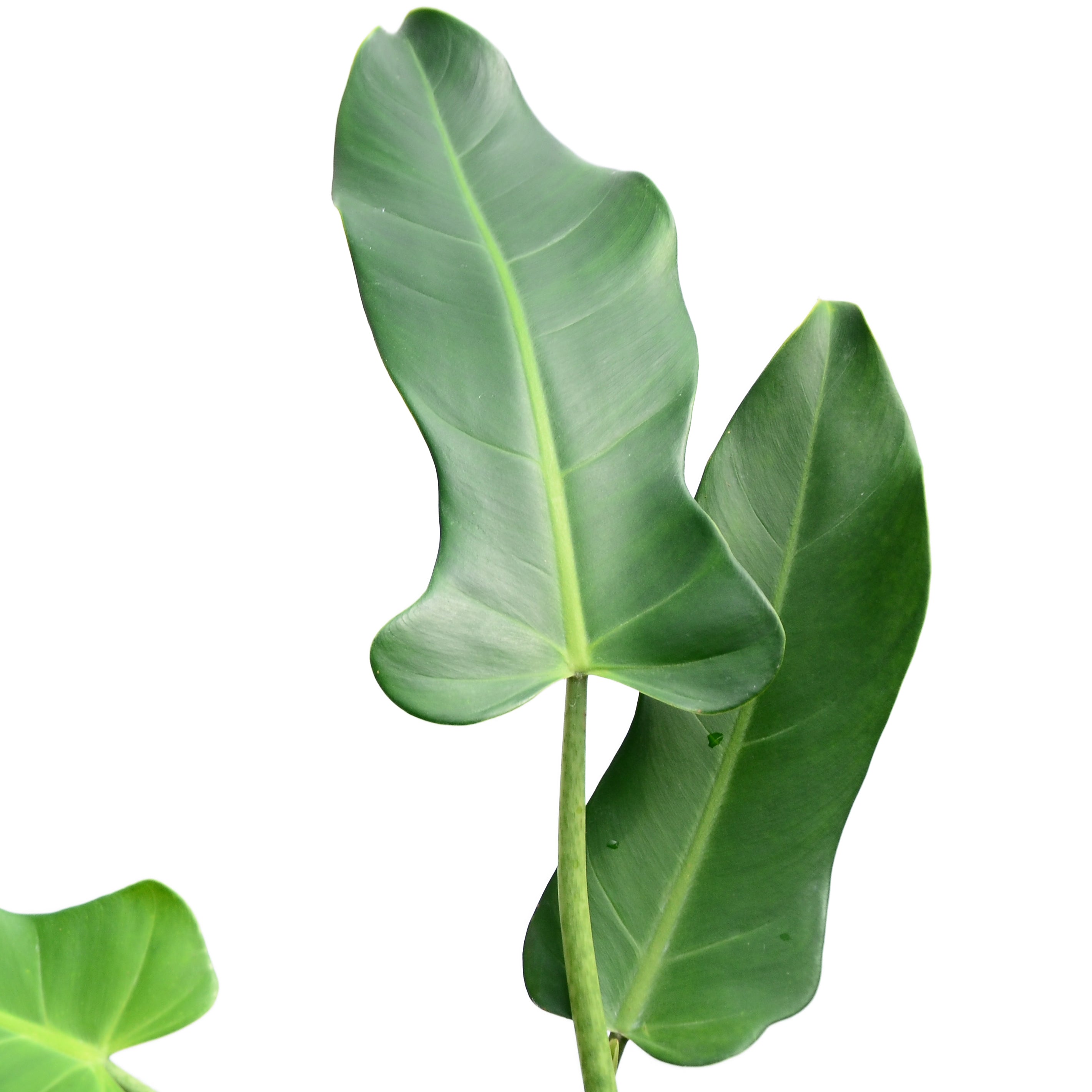 long leaf philodendron Philodendron longilaminatum — Ecuagenera USA Corp