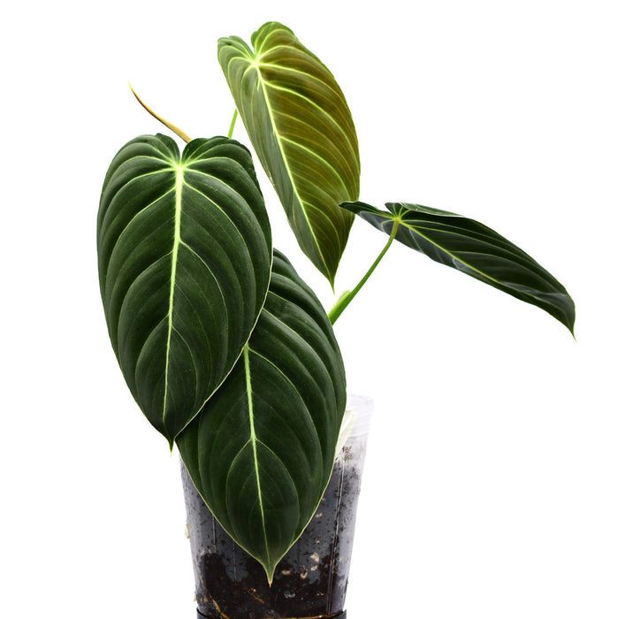 philodendron melanochrysum flower Philodendron melanochrysum - Black Gold Philodendron