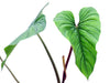 Philodendron mamei green